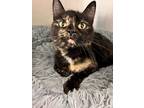 Adopt Tiffany a Domestic Short Hair