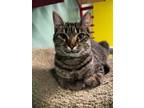 Adopt Deli a Domestic Short Hair