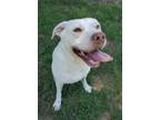 Adopt Whoopie Pie a Terrier