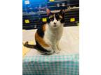 Adopt Darling a Domestic Short Hair