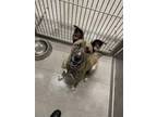 Adopt PIRA a Pit Bull Terrier, German Shepherd Dog