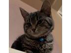 Adopt Jingle a Domestic Short Hair