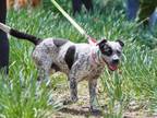 Adopt PEPPER a Australian Cattle Dog / Blue Heeler, Mixed Breed