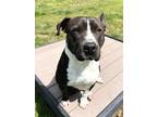 Adopt KIRSTIE a Pit Bull Terrier, Mixed Breed