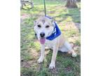 Adopt APRIL a German Shepherd Dog, Mixed Breed