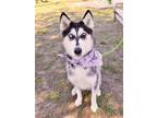 Adopt SKYE a Siberian Husky, Mixed Breed