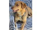 Adopt Olivia a Labrador Retriever