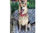 Adopt Ollie a German Shepherd Dog, Corgi