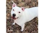 Adopt Snow Cone a Pit Bull Terrier