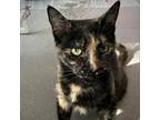 Adopt Hera a Domestic Short Hair