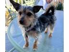 Adopt Stella a Terrier