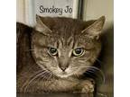 Adopt Smokey Jo a Domestic Short Hair