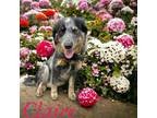 Adopt Claire a Catahoula Leopard Dog, Australian Cattle Dog / Blue Heeler