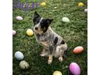 Adopt Sugar a Catahoula Leopard Dog, Australian Cattle Dog / Blue Heeler