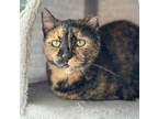 Adopt Scarlett + Ivy (bonded pair) a Domestic Short Hair