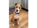 Adopt PUPPY LIL ECHO-FOSTER OR ADOPTER NEEDED a Labrador Retriever