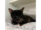 Adopt Anya a Domestic Short Hair