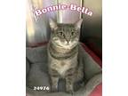 Adopt Bonnie-Bella a Domestic Short Hair
