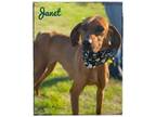 Adopt Janet a Hound, Mixed Breed