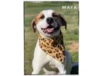 Adopt Maya a Shepherd, Mixed Breed