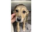 Adopt Maple Bacon Croissant a Mixed Breed
