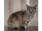 Adopt Princess a Domestic Long Hair