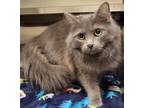 Adopt Angel a Domestic Long Hair