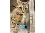 Adopt Pistachio / AC 25322 B a Domestic Short Hair