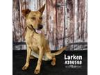 Adopt LARKEN a Black Mouth Cur, Mixed Breed