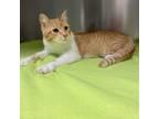 Adopt Guava a Domestic Short Hair