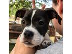 Adopt Pistachio a Pit Bull Terrier