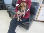 Adopt DAISY a Beagle, Mixed Breed