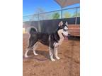 Adopt LULU a Siberian Husky