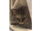 Adopt Gidget a Domestic Long Hair, Domestic Short Hair