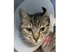 Adopt Lyleen a Domestic Short Hair