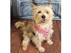 Adopt Sophie a Yorkshire Terrier