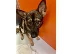 Adopt Nikki Soy Bean 56799 a Shepherd