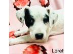 Adopt Loretta a Labrador Retriever, Dalmatian