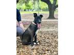 Adopt Nebula a Pit Bull Terrier, Mixed Breed