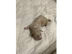 Adopt (Puppy 2) Buttercup a Mixed Breed