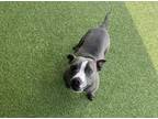Adopt Amaryllis a Pit Bull Terrier, Mixed Breed