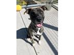 Adopt Shenzi a Pit Bull Terrier, Mixed Breed