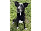 Adopt Sheeba a Labrador Retriever, Mixed Breed