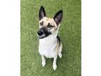 Adopt June Bug a Shepherd, Mixed Breed