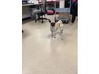 Adopt Tootsie a Pug, Mixed Breed