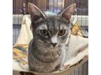 Adopt Sheba a American Shorthair