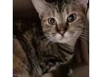 Adopt Krile a Domestic Short Hair