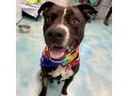 Adopt Zoi a American Staffordshire Terrier
