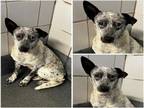 Adopt DREAMER a Australian Cattle Dog / Blue Heeler