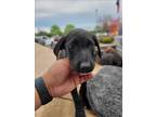 Adopt HOLLY a Labrador Retriever